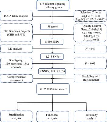 Genetic variants in the calcium signaling pathway participate in the pathogenesis of colorectal cancer through the tumor microenvironment